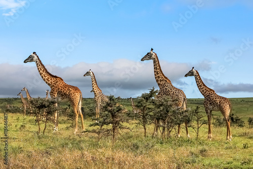 Canvas Print A herd of giraffes in the African savannah .