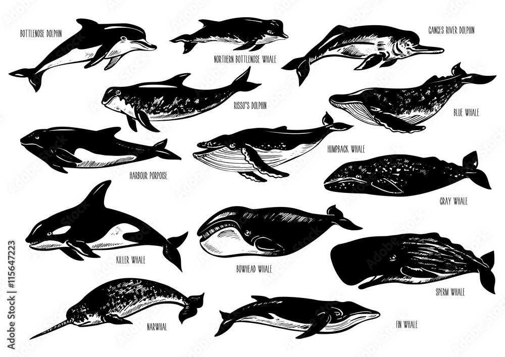 Fototapeta premium Zestaw ręcznie rysowane delfinów i wielorybów. Delfin butlonosy, morświn, rzeka Ganges, Risso, błękit, humbak, killer, siwy, dziobak, płetwa, kaszaloty, narwal. Sylwetki na białym tle.