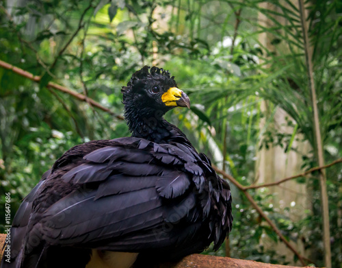 Male bare-faced Curassow (Crax fasciolata) - Black bird with yellow beak © diegograndi