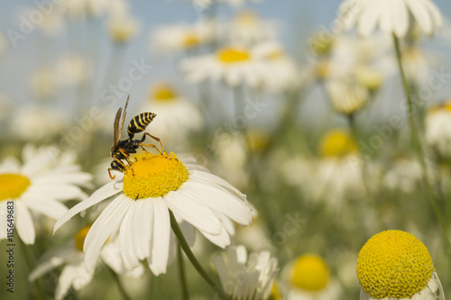 Foto Wasp on white daisywheel
