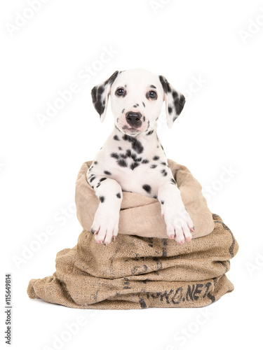 Fototapeta Naklejka Na Ścianę i Meble -  Cute black and white dalmatian puppy dog sitting in a burlap sack facing the camera isolated on a white background