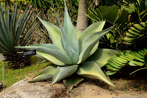 Agave guiengola