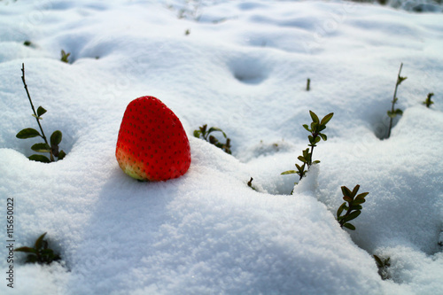 A strawberry in the field covered with a thick white blanket of snow