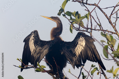 USA, Florida, Everglades National Park. An anhinga in tree drying its feathers. Credit as: Wendy Kaveney / Jaynes Gallery / DanitaDelimont.com