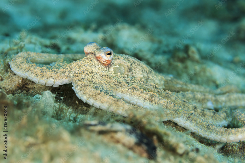 Macro photograph of an Atlantic Longarm Octopus near the Blue Heron Bridge, Palm Beach, Florida. Macro photograph of an Atlantic Longarm Octopus near the Blue Heron Bridge, Palm Beach, Florida.