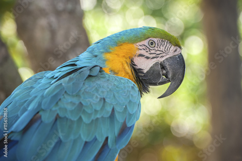 USA, Florida, Orlando, Blue-and-Yellow Macaw, Gatorland photo