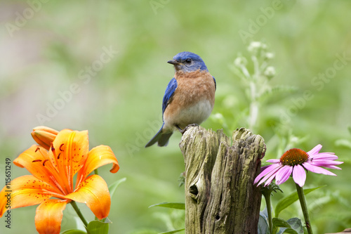 Eastern Bluebird (Sialia sialis) male on fence post near flower garden, Marion, Illinois, USA.
