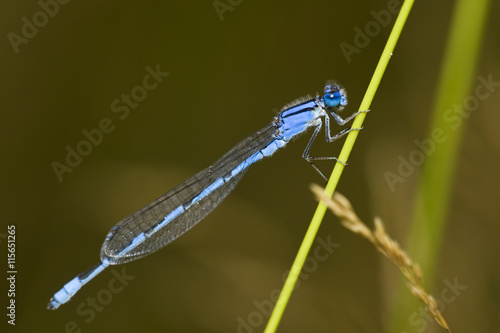 Familiar Bluet (Enallagma civile) damselfly male Marion Co.  IL photo