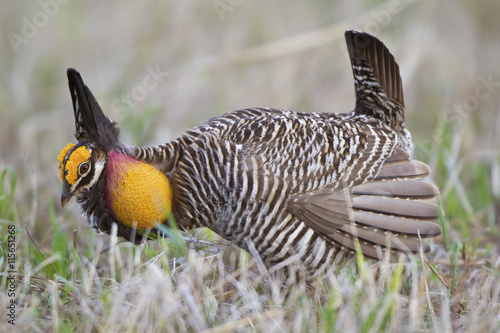 Greater Prairie-Chicken (Tympanuchus cupido) male booming--mating display on lek Prairie Ridge State Natural Area Marion Co. IL photo