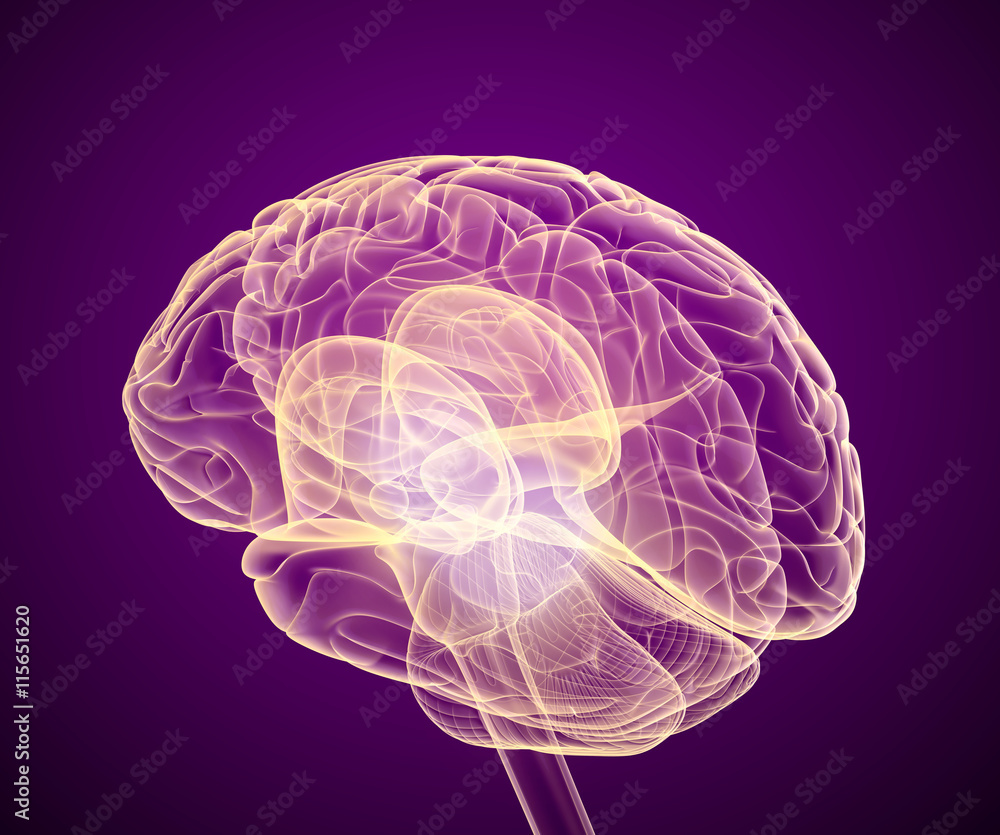 Brain scan, X-ray view Brain scan, X-ray view