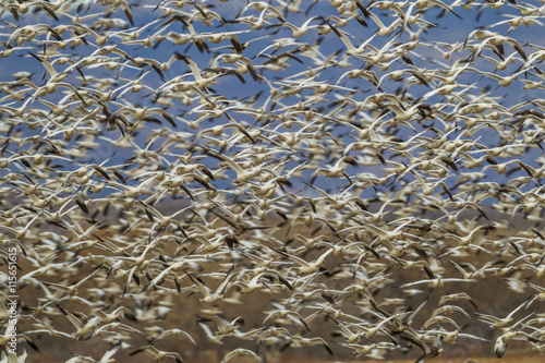 USA, New Mexico, Bosque del Apache National Wildlife Refuge. Flock of snow geese taking flight. photo