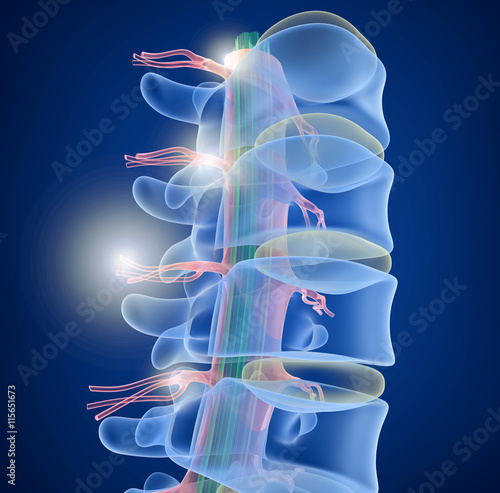 Foto Human Spine x-ray view, 3D render