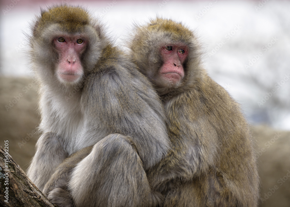 Two Japanese macaques huddling at the Cincinnati Zoo. Two Japanese macaques huddling at the Cincinnati Zoo.
