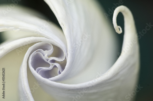 USA, Pennsylvania. Datura flower close-up. Credit as: Nancy Rotenberg / Jaynes Gallery / Danita Delimont.com