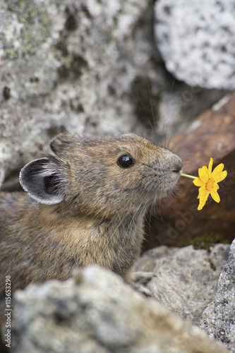 USA, Washington, North Cascades National Park, Cascade Pass. Pika with flower in mouth. photo