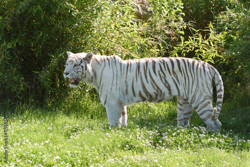 Fototapeta Naklejka Na Ścianę i Meble -  tigre blanc