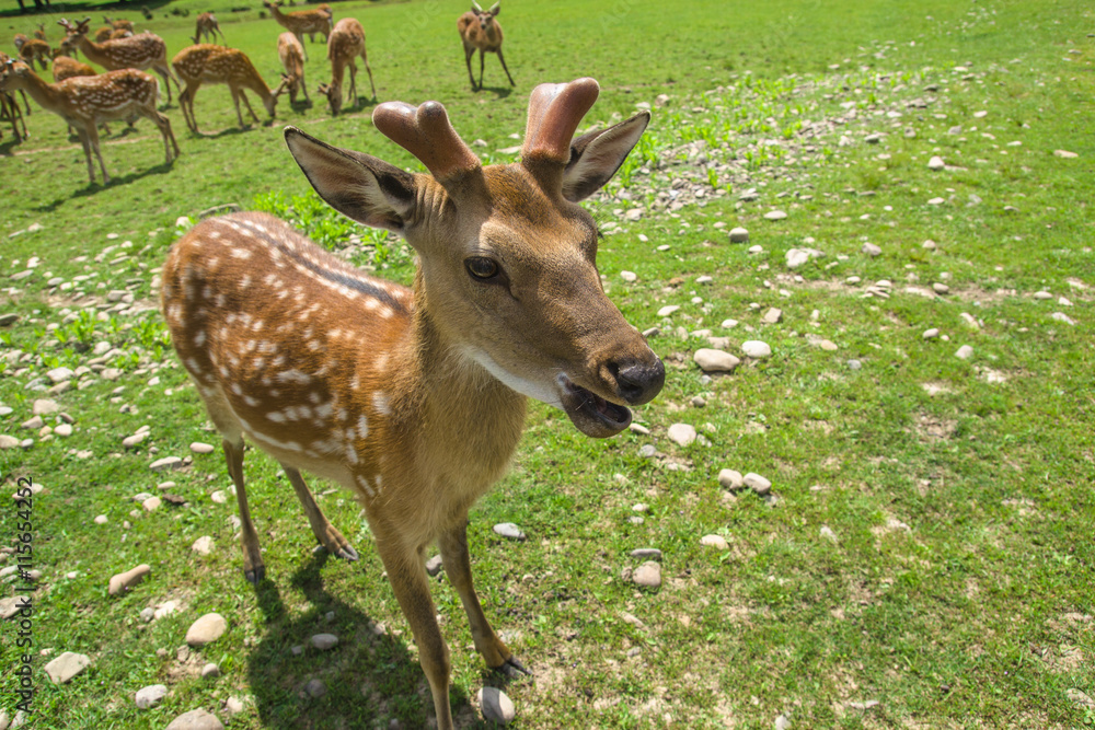 Fototapeta premium a herd of deer on the farm