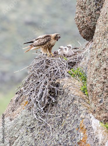 USA, Wyoming, Sublette County, Red-tailed Hawk feeding rodent to young in stick nest photo