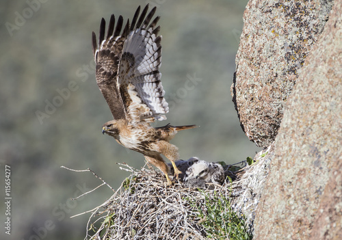 USA, Wyoming, Sublette County, Red-tailed Hawk flying away from nest with young photo