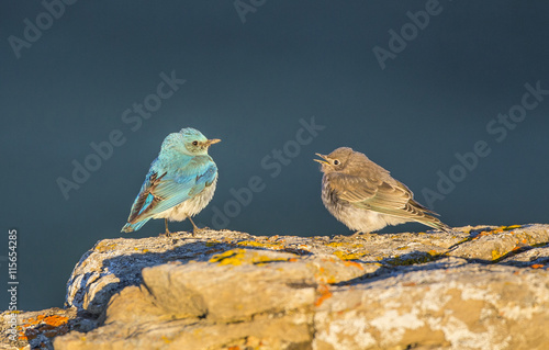 USA, Wyoming, Sublette County, Male Mountain bluebird with begging fledgling