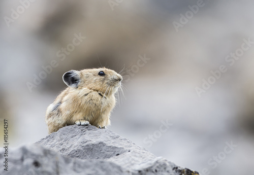 USA, Wyoming, Sublette County, Pica sitting on rock