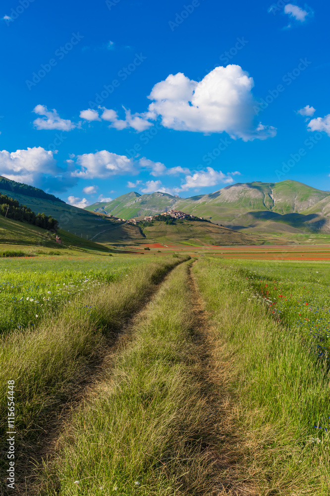 Fototapeta premium Castelluccio di Norcia 2016 (Umbria, Italy) - The flowering in the highland of Sibillini Mountains