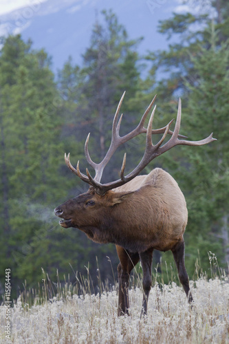 Rocky Mountain Bull Elk photo