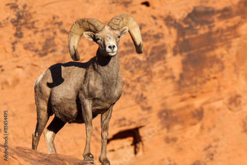 Fotografía Desert Bighorn Sheep Ram