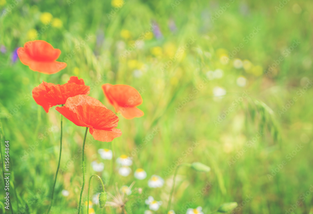 Fototapeta premium Summer red poppy meadow with green grass, retro toned