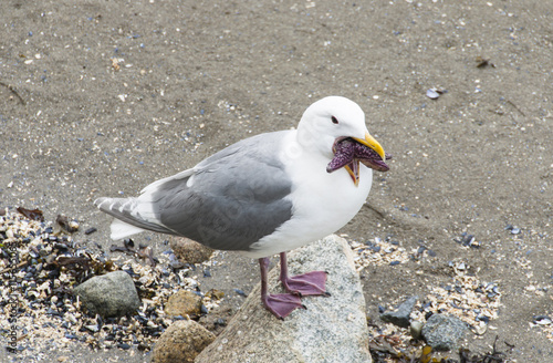 Starfish caught in the beak of a seagull
 photo