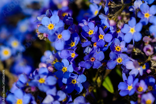 Amazing Forget-me-not flower