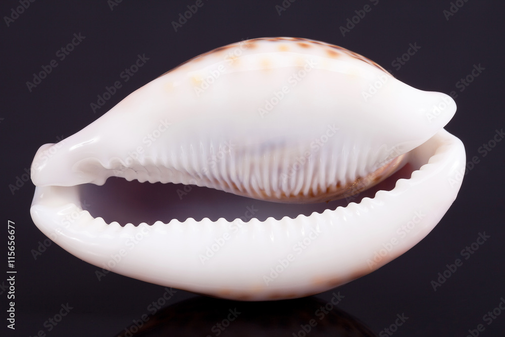 seashell of tiger cowry isolated on black background