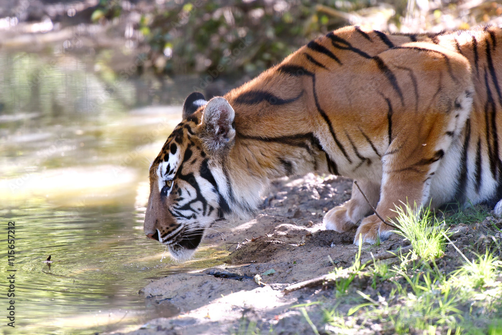 Fototapeta premium tigre