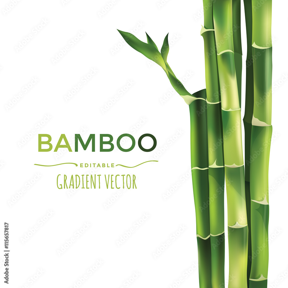 Fototapeta Ilustracja wektorowa bambusa