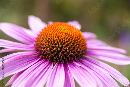 Pink daisy at the park - nature background