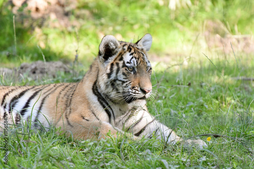 jeune tigre dans la nature