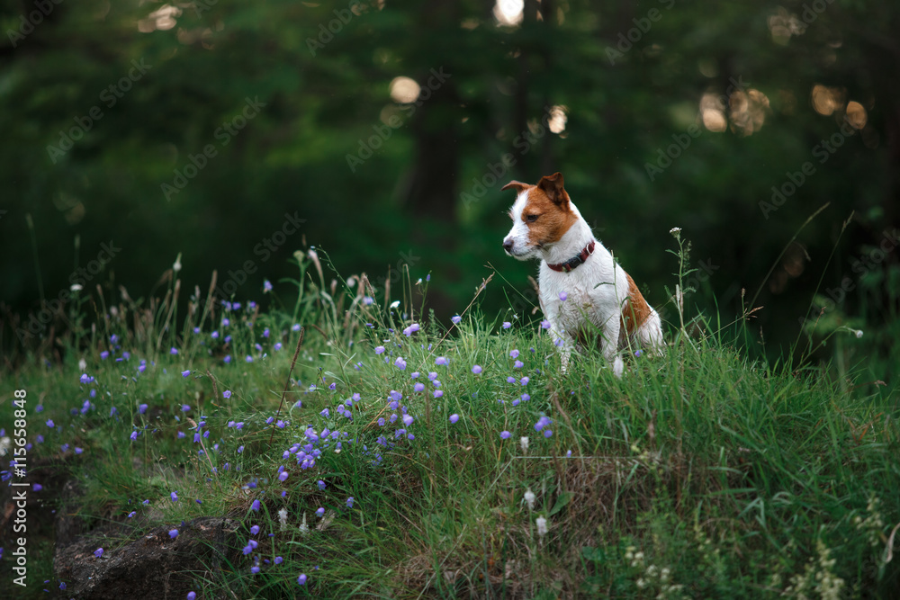 Dog in flowers in a park on the nature Dog in flowers in a park on the nature