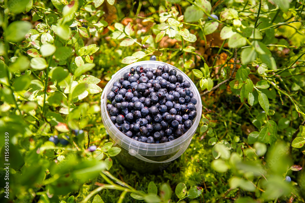 Forest blueberries bucket standing on meadow Forest blueberries bucket standing on meadow