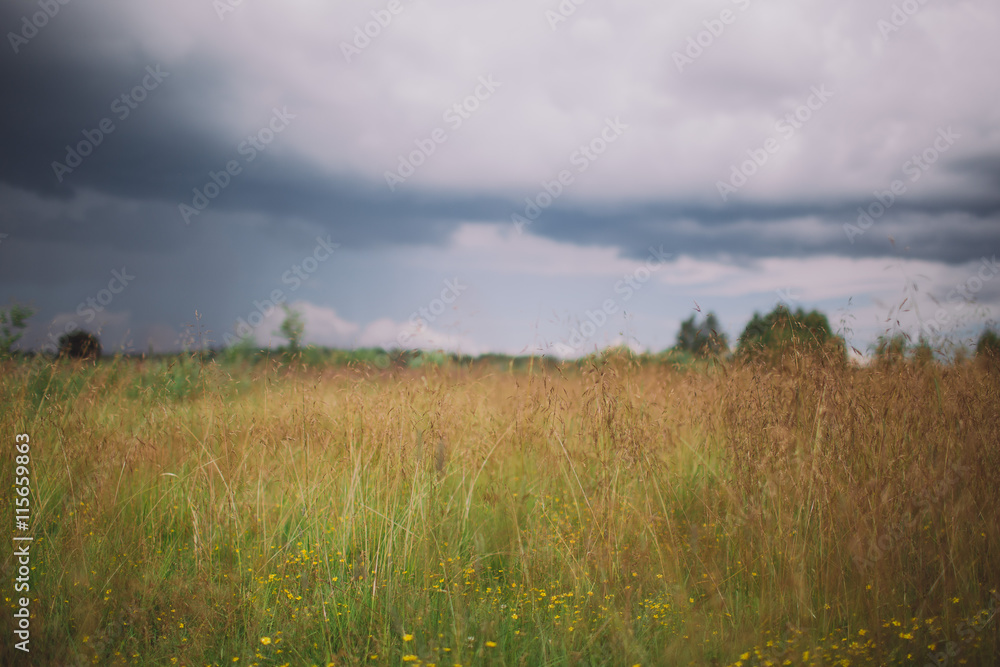 grass field