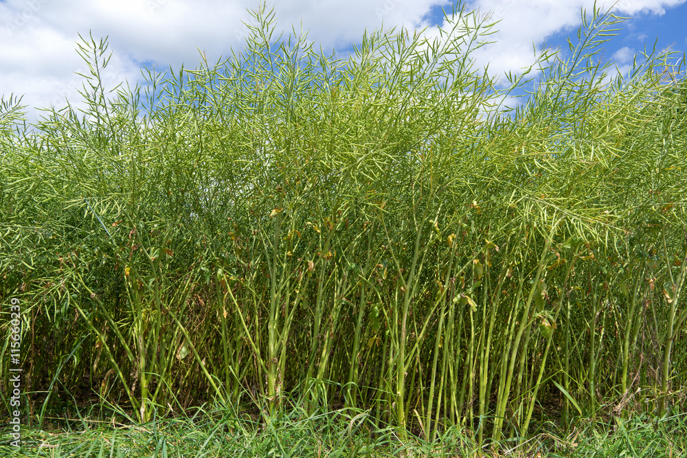Grüne Rapspflanzen auf einem Feld in Nahaufnahme