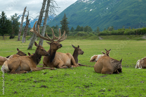 Photography Alaska Wildlife Conservation Center