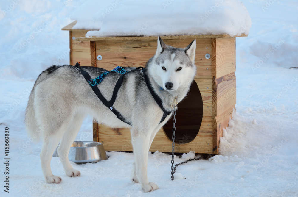 Naklejka premium Sled dog