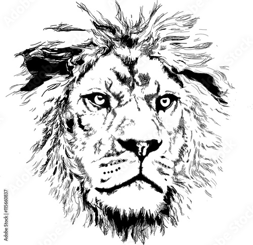 Lion with little mane