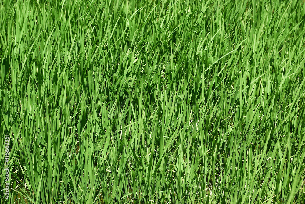 Obraz premium 初夏の水田