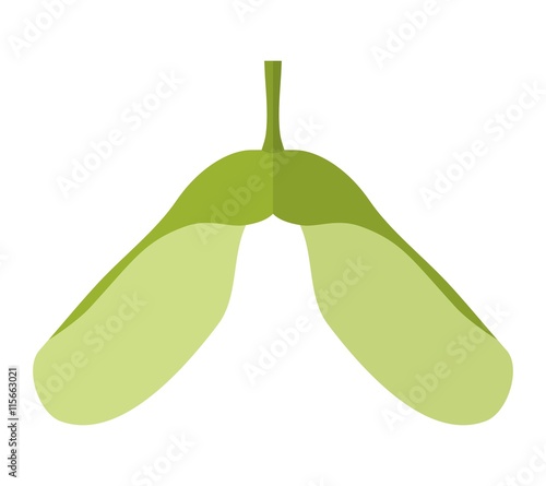 Flat samara,maple keys,whirlybirds or polynoses isolated on white