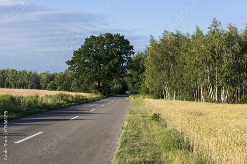 Fototapeta Naklejka Na Ścianę i Meble -  Droga do lasu z brzozami