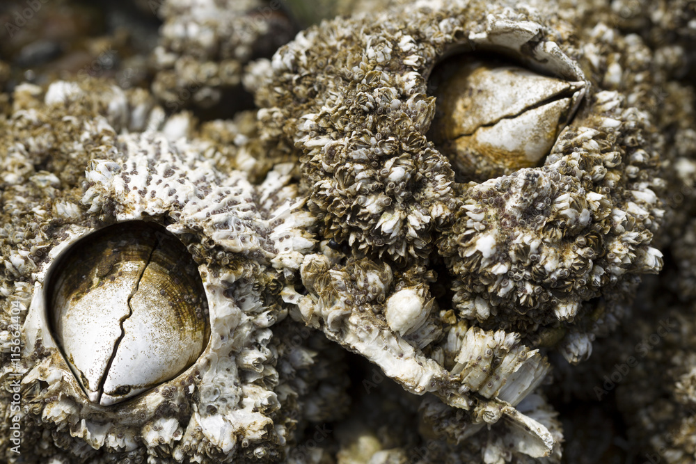 Fototapeta premium Close up of barnacles.