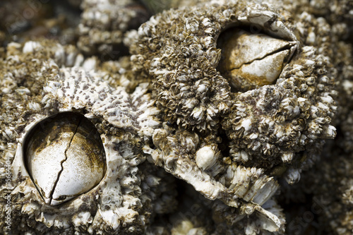Close up of barnacles. photo