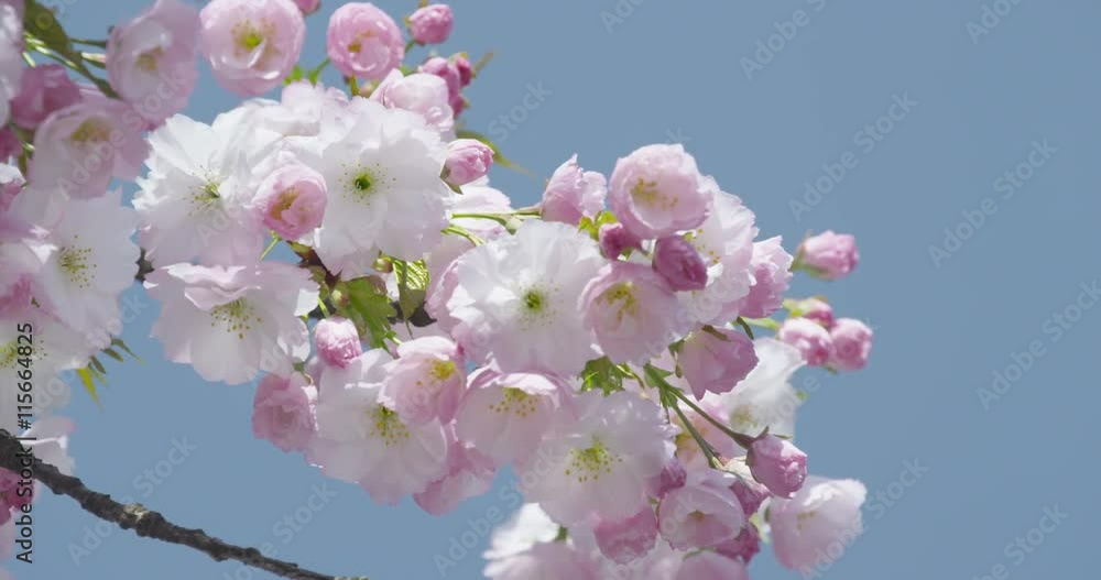 SLOW MOTION: Beautiful cherry tree blooming in spring SLOW MOTION: Beautiful cherry tree blooming in spring
