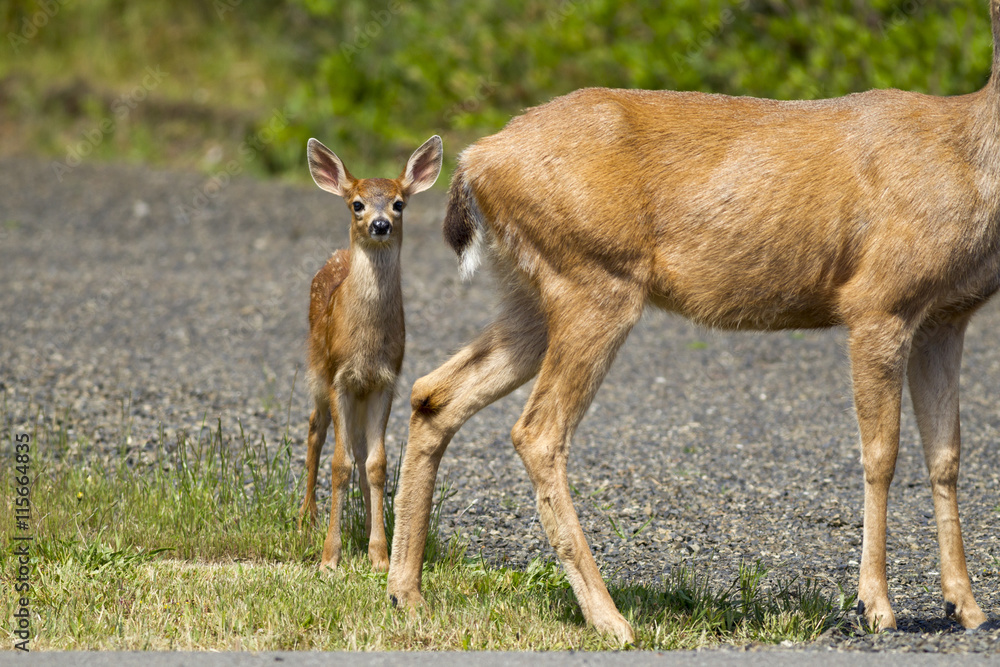 Fototapeta premium Young black-tailed doe by its mother.